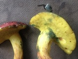 Boletus roodyi image