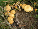 Agrocybe pediades var. fimicola image