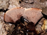 Hydnellum spongiosipes image