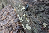 Chrysomphalina strombodes image