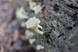 Chrysomphalina strombodes image