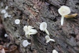 Chrysomphalina strombodes image