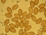 Agrocybe pediades var. fimicola image