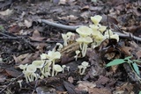 Chrysomphalina strombodes image