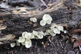 Chrysomphalina strombodes image