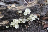 Chrysomphalina strombodes image