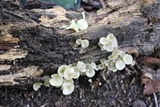 Chrysomphalina strombodes image