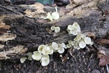 Chrysomphalina strombodes image