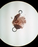 Myriophacidium aphyophyllicum image
