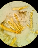 Myriophacidium aphyophyllicum image