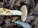 Retiboletus griseus image