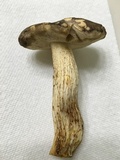 Retiboletus griseus image