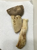Retiboletus griseus image