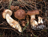 Tricholoma imbricatum image