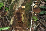 Boletellus chrysenteroides image