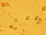 Tricholoma imbricatum image