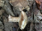 Tylopilus variobrunneus image