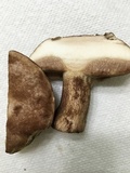 Tylopilus variobrunneus image