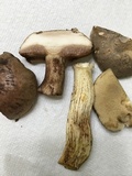Tylopilus variobrunneus image