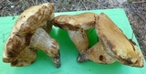 Tylopilus rhodoconius image