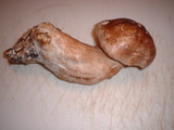 Tricholoma dryophilum image
