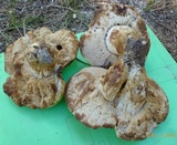 Tylopilus rhodoconius image