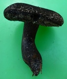 Tylopilus griseocarneus image