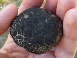 Tylopilus griseocarneus image