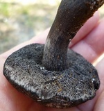 Tylopilus griseocarneus image