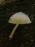 Pluteus longistriatus image