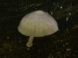 Pluteus longistriatus image