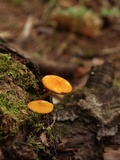 Pluteus chrysophlebius image