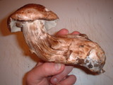 Tricholoma dryophilum image
