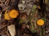 Pluteus chrysophlebius image