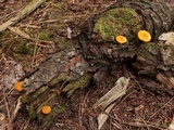 Pluteus chrysophlebius image