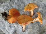 Lactarius thyinos image