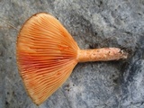 Lactarius thyinos image