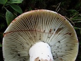 Russula dissimulans image