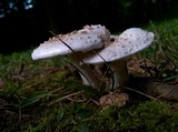 Amanita canescens image