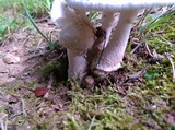 Amanita canescens image