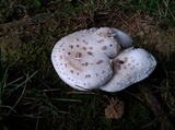 Amanita canescens image