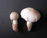 Leucoagaricus barssii image