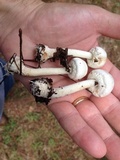 Agaricus silvicola image