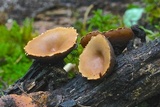 Galiella rufa image