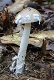 Amanita sect. Vaginatae image