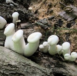 Pleurotus dryinus image