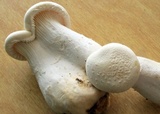 Pleurotus dryinus image