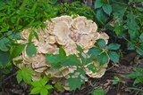 Meripilus sumstinei image