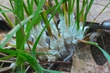 Sebacina incrustans image