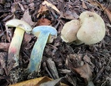 Caloboletus inedulis image